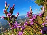 24 Gentianella anisodonta - Genzianella anisodonta baciata dal sole